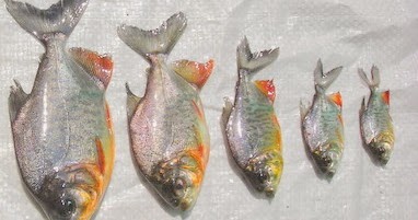 Cara Pembenihan Budidaya Ikan Bawal Alam Ikan