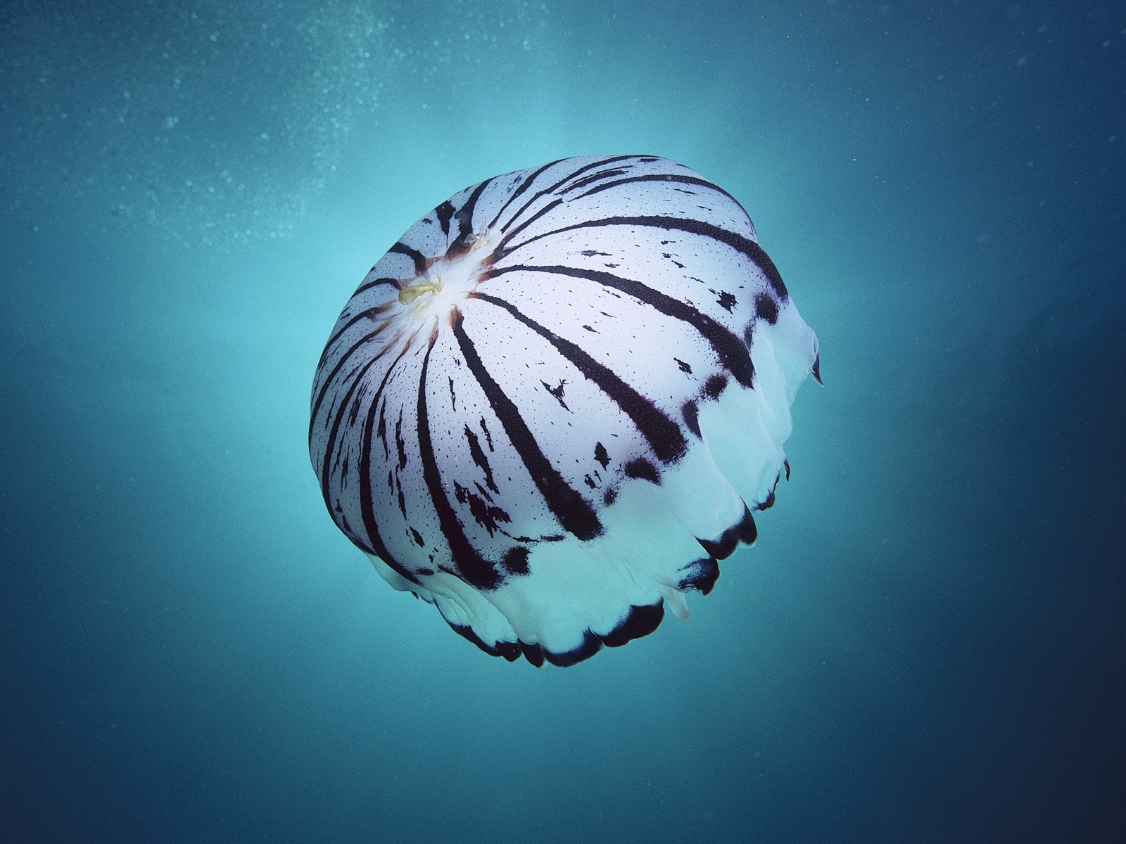 Jellyfish - Wild Life Animal
