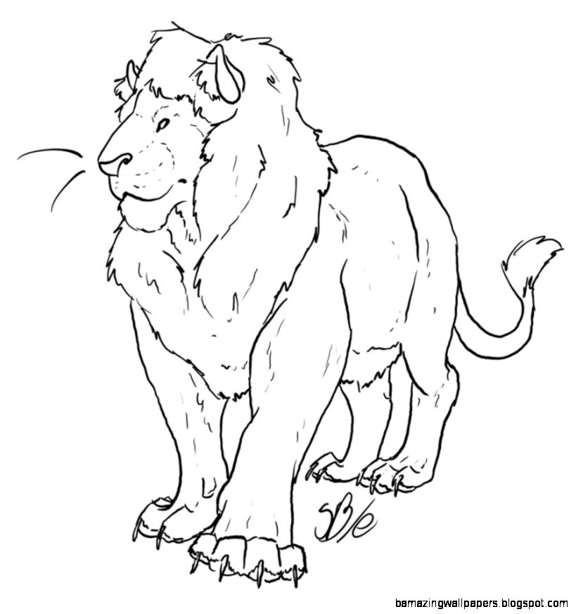 Lion Drawing Pictures Wallpaper HD Wide Lion Drawing Pictures Wallpaper HD Wide