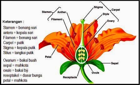 Bunga : Bagian-Bagian Bunga dan Fungsinya | Artikelsiana