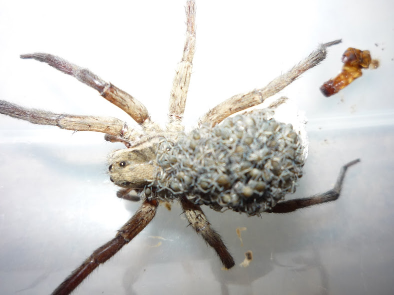 spiders, brown recluse, wolf spider, pest control, exterminator, walla walla, dayton, milton freewater