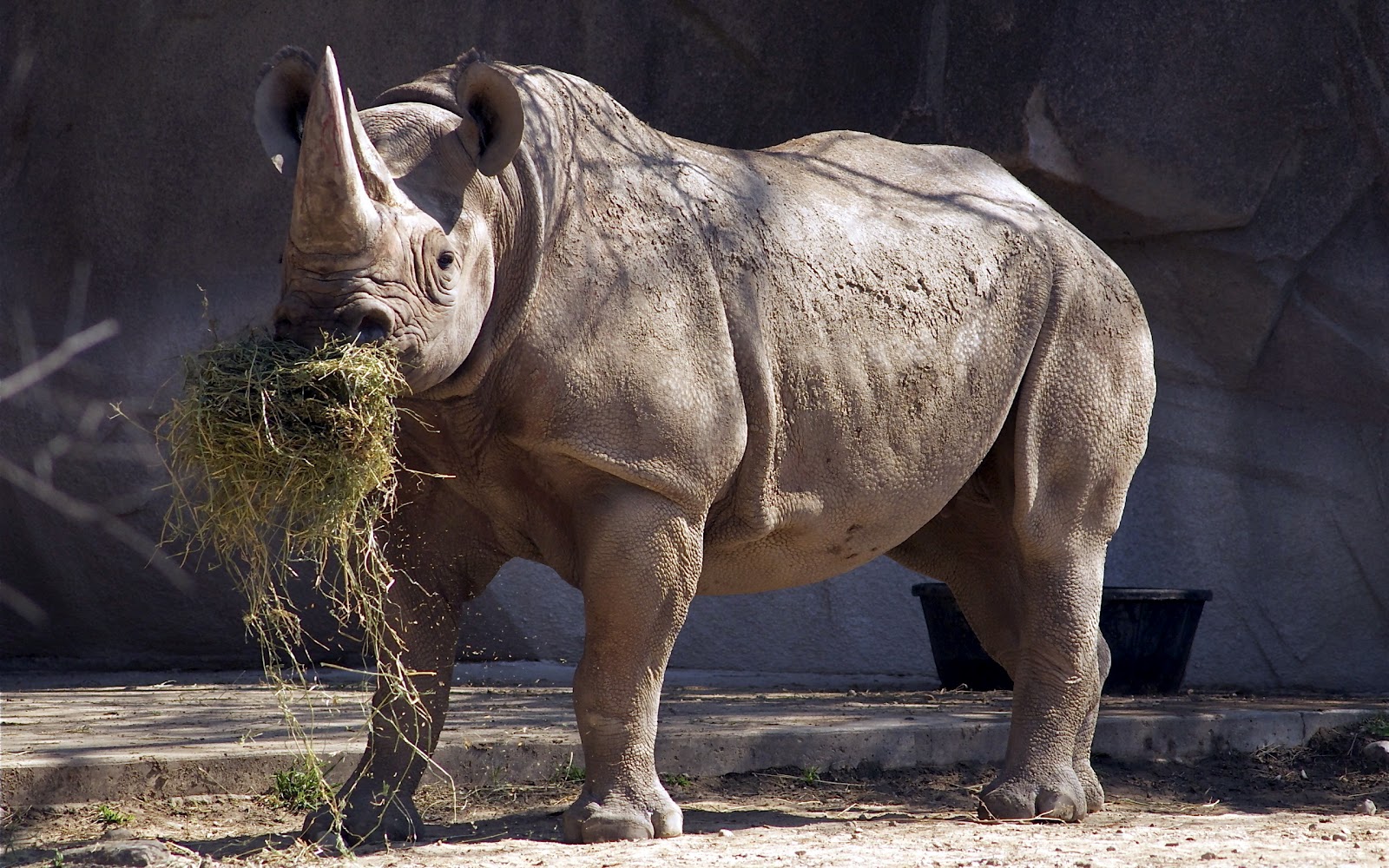Rhino wallpapers | Fun Animals Wiki, Videos, Pictures, Stories
