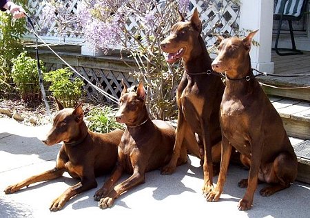 Images Doberman