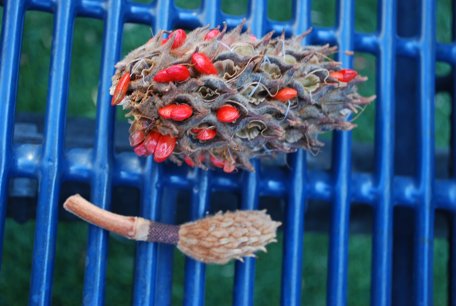 List of All Free Download Pretend Doctor Forms For Kids - kootation.com ,  Pretend Doctor Forms For Kids: pretend doctor forms for kids. pretend doctor  forms for.