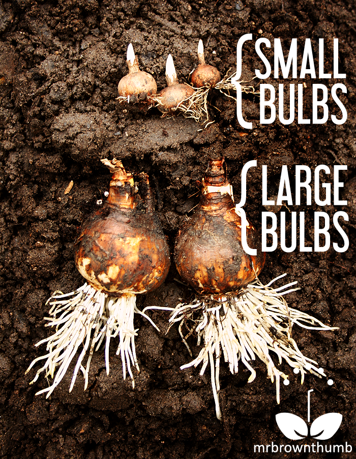 Layering SpringFlowering Garden Bulbs MrBrownThumb