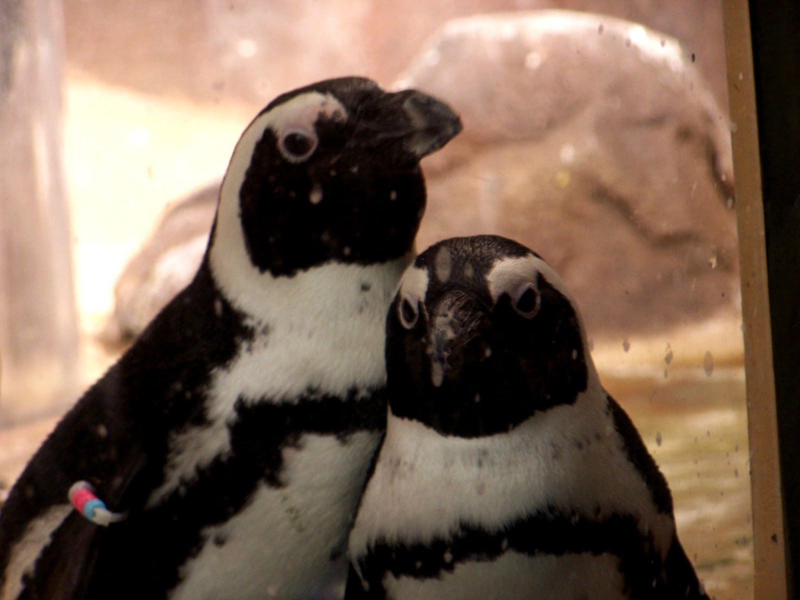 The Natural World Aquarium Spotlight Aquarium