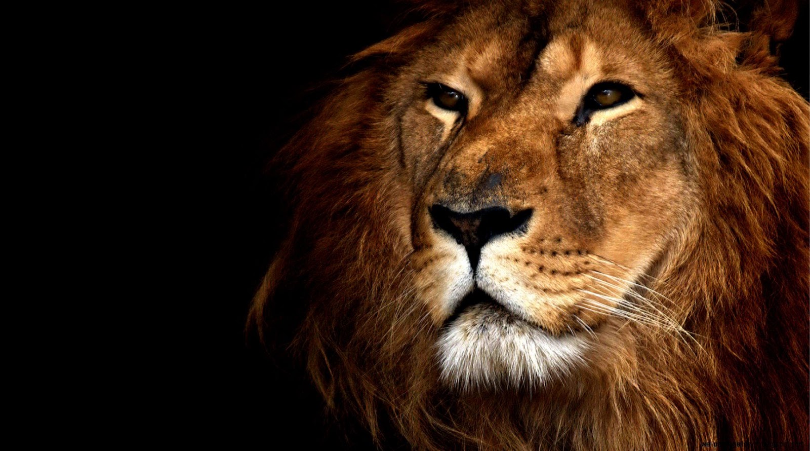 Black and White Lion Desktop