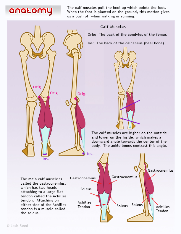 Drawsh: The Calf Muscles