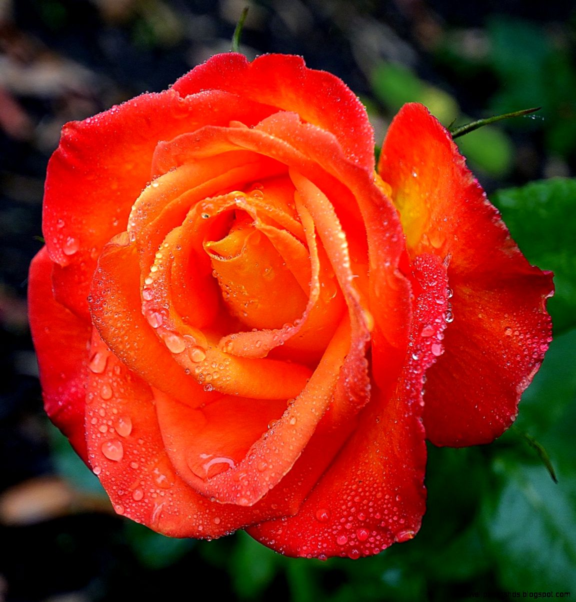 Red Orange Rose by FeralWhippet on DeviantArt Red Orange Rose by FeralWhippet on DeviantArt
