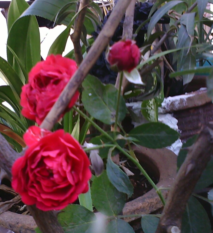 Garden Care Simplified How to preserve Freshly Cut Rose Flowers