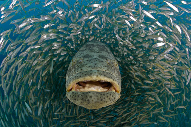 Goliath Grouper - SNSH