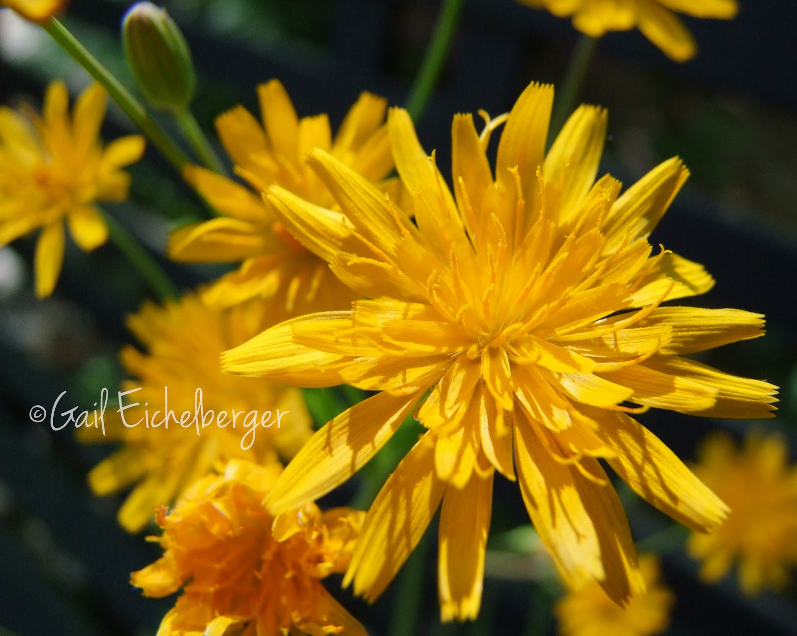 clay and limestone My New CrushTwoFlowered Cynthia