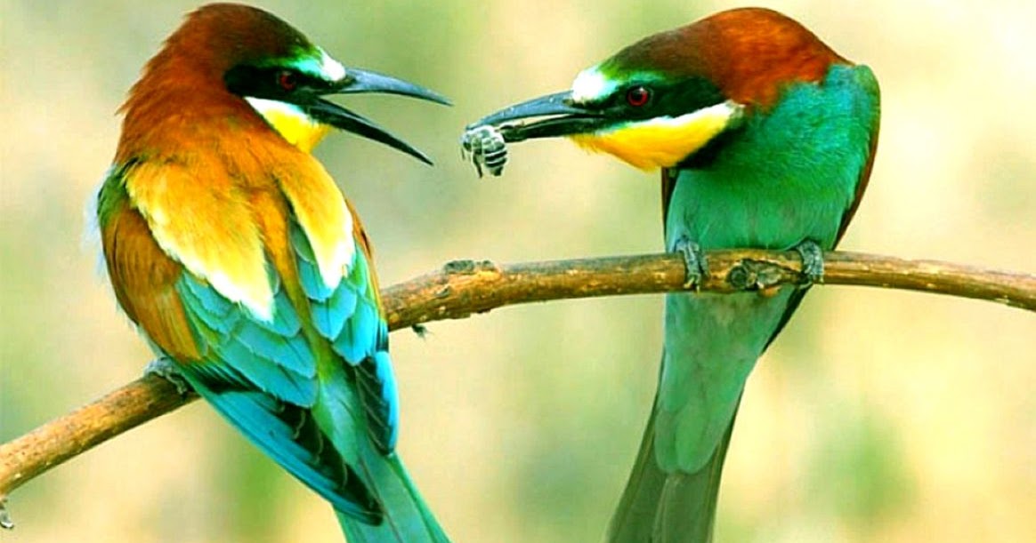 Birds Wallpapers High Resolution Amazing Wallpapers