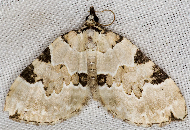 Green Carpet, Colostygia pectinataria.  Geometer.  Larval food plant: Bedstraws.  Kent Butterfly Conservation mothing event at Oldbury Hill, 10 June 2012.