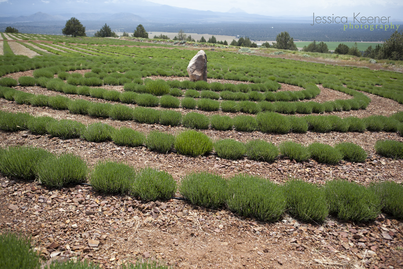 Jessica Keener Photography Mt.Shasta Lavender Farm • Montague, CA • A Photographer's Road Trip