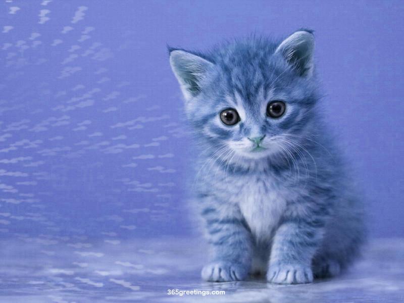 Cat wallpaper border