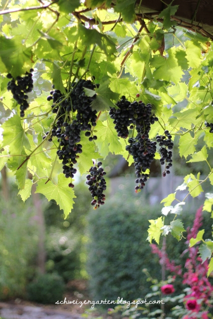 Ein Schweizer Garten Die Trauben sind reif!