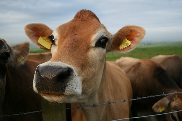 cow8.jpg