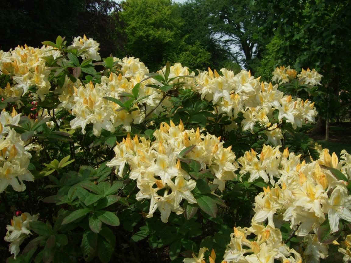 Alternative Eden Exotic Garden Azaleas at Kew Gardens