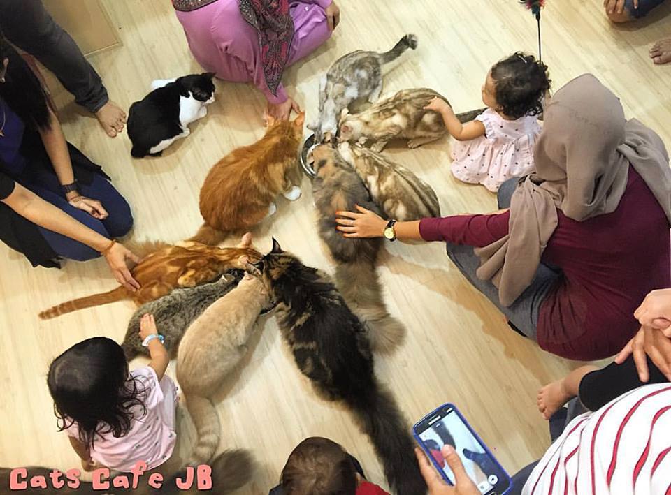 Cat Cafe JB Place To Visit In Johor Hotel Homestay Place To