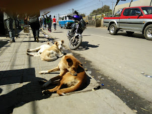 Stray dogs in Mercato locality of Addis Ababa