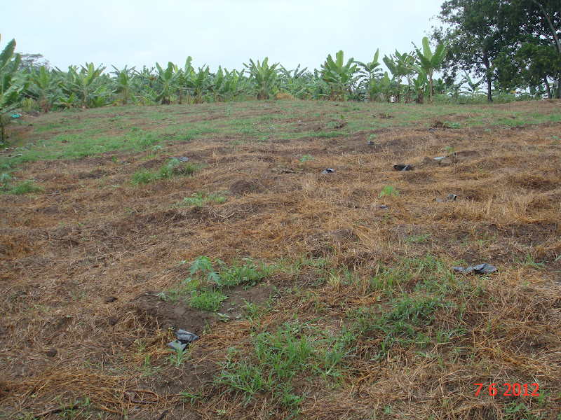 Experimental Farming Papaya Farm