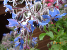 Borage blooms...