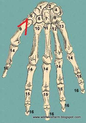Life On and Off an Acreage: Anatomy 101