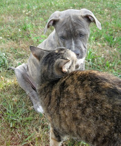 Blue American Pitbull Terrier