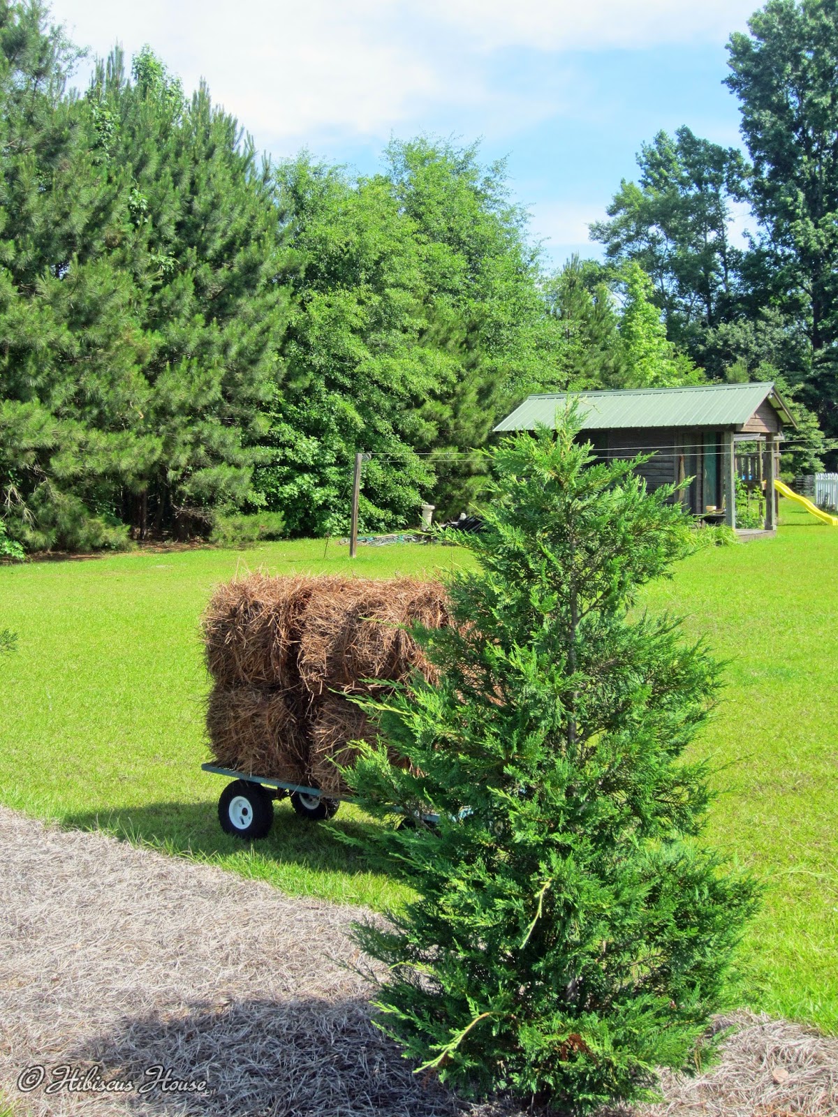 Hibiscus House Pine Straw by the Truckload!
