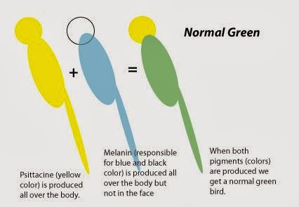 Saud's Aviary: www.BirdTalk.org: 2.4 Color Genetics