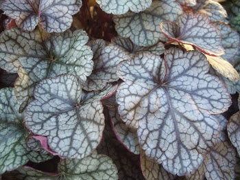 HEUCHERA SILVER SCROLLS.