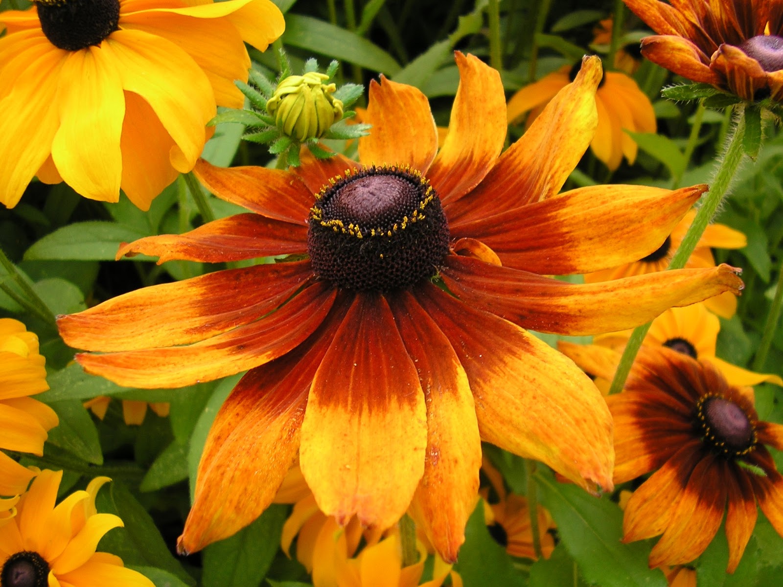 HOW TO GROW RUDBECKIA |The Garden of Eaden