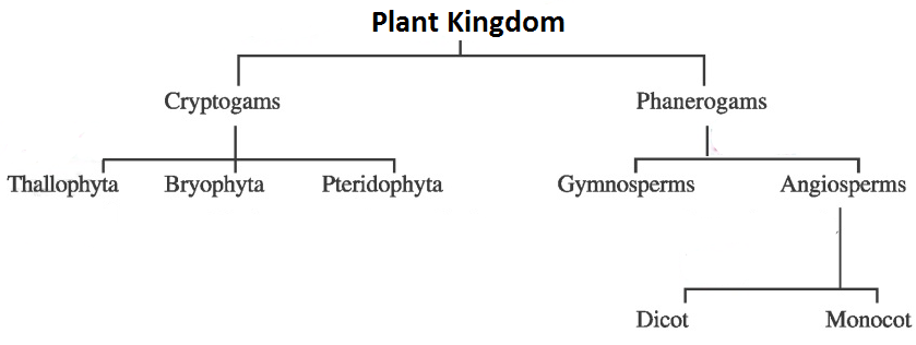 Plant Kingdom Classification Chart