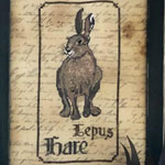 THE HARE