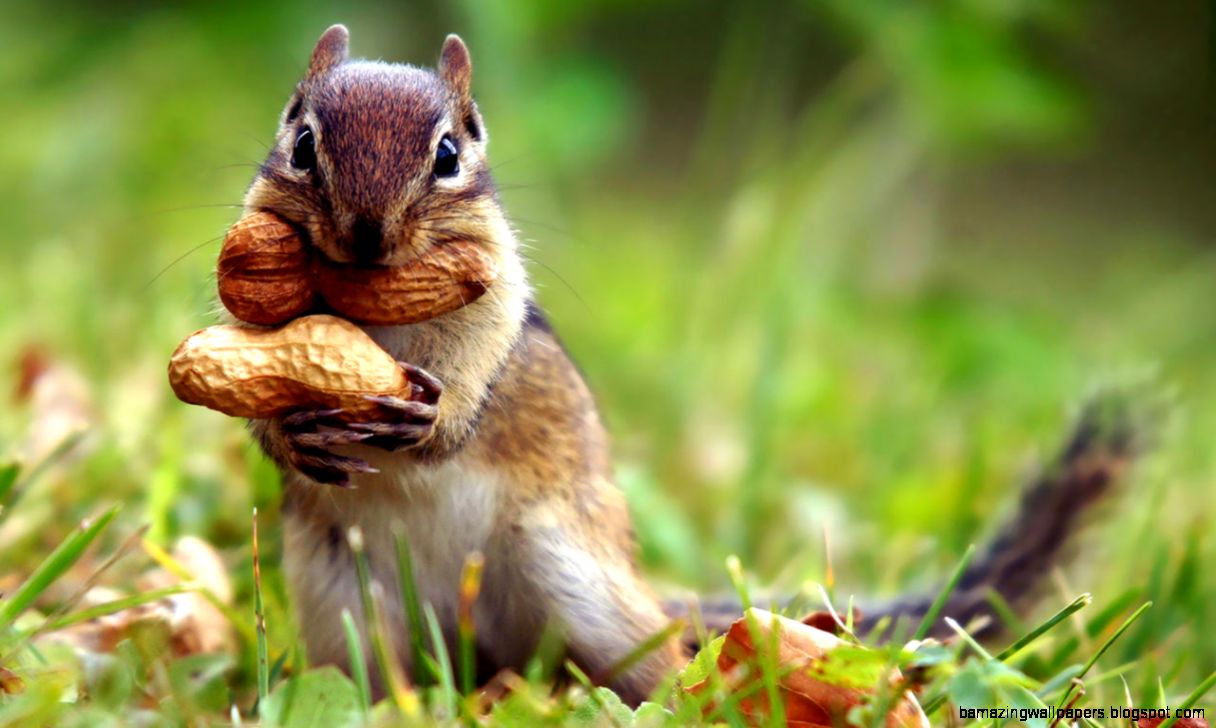 Wallpaper Animals HD 2 Gallery Wallpaper HD Wallpaper Animals HD 2 Gallery Wallpaper HD