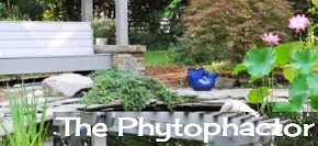 The Phytophactor - BOTANY BLOG