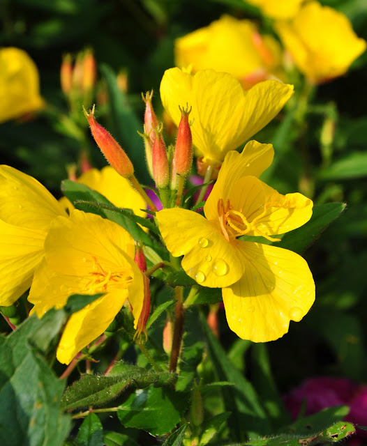 Three Dogs in a Garden June 2011