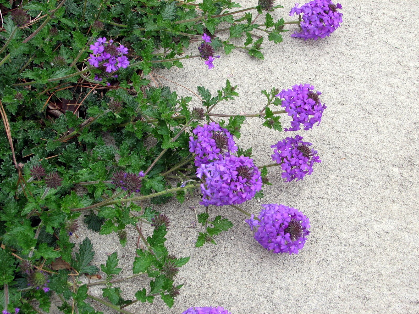 Marilyn's Florida Garden March Flowers in Bloom