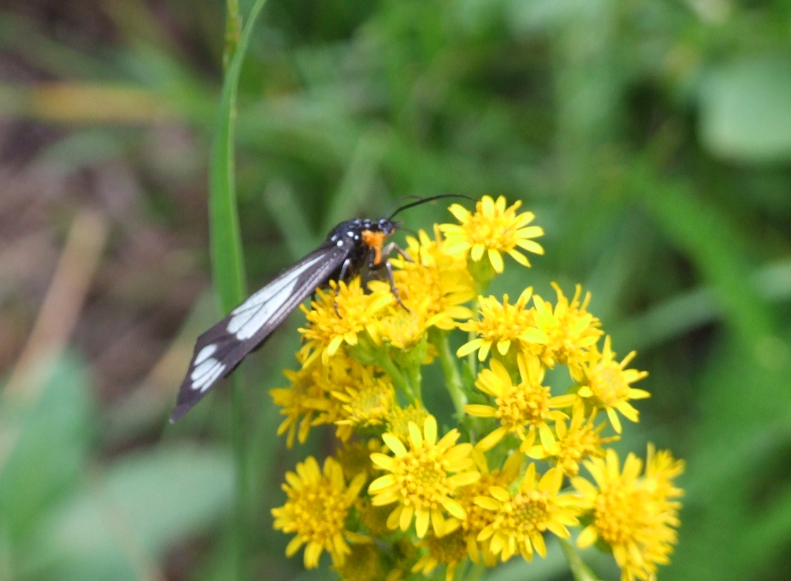 Skunk Tracks Police Car Moths on Turkey Flats Trail
