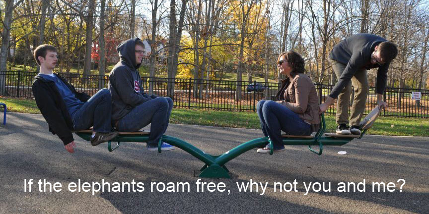 If the elephants roam free, why not you and me?
