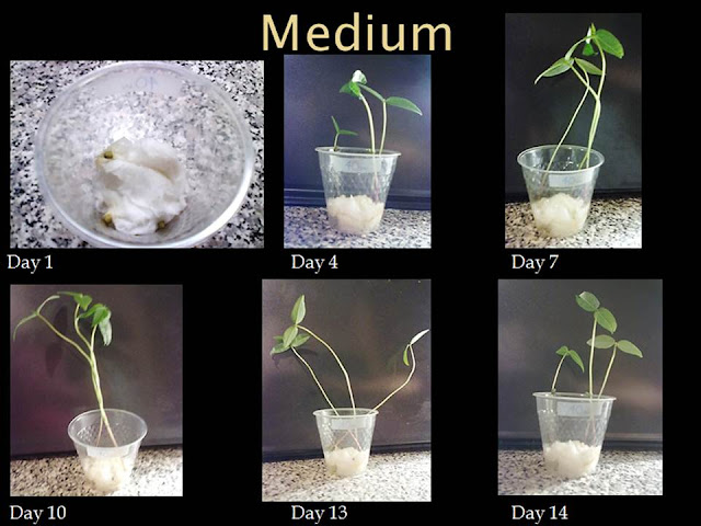 bitter|sweet: Bean Plant Experiment Presentation (SBI3U1)
