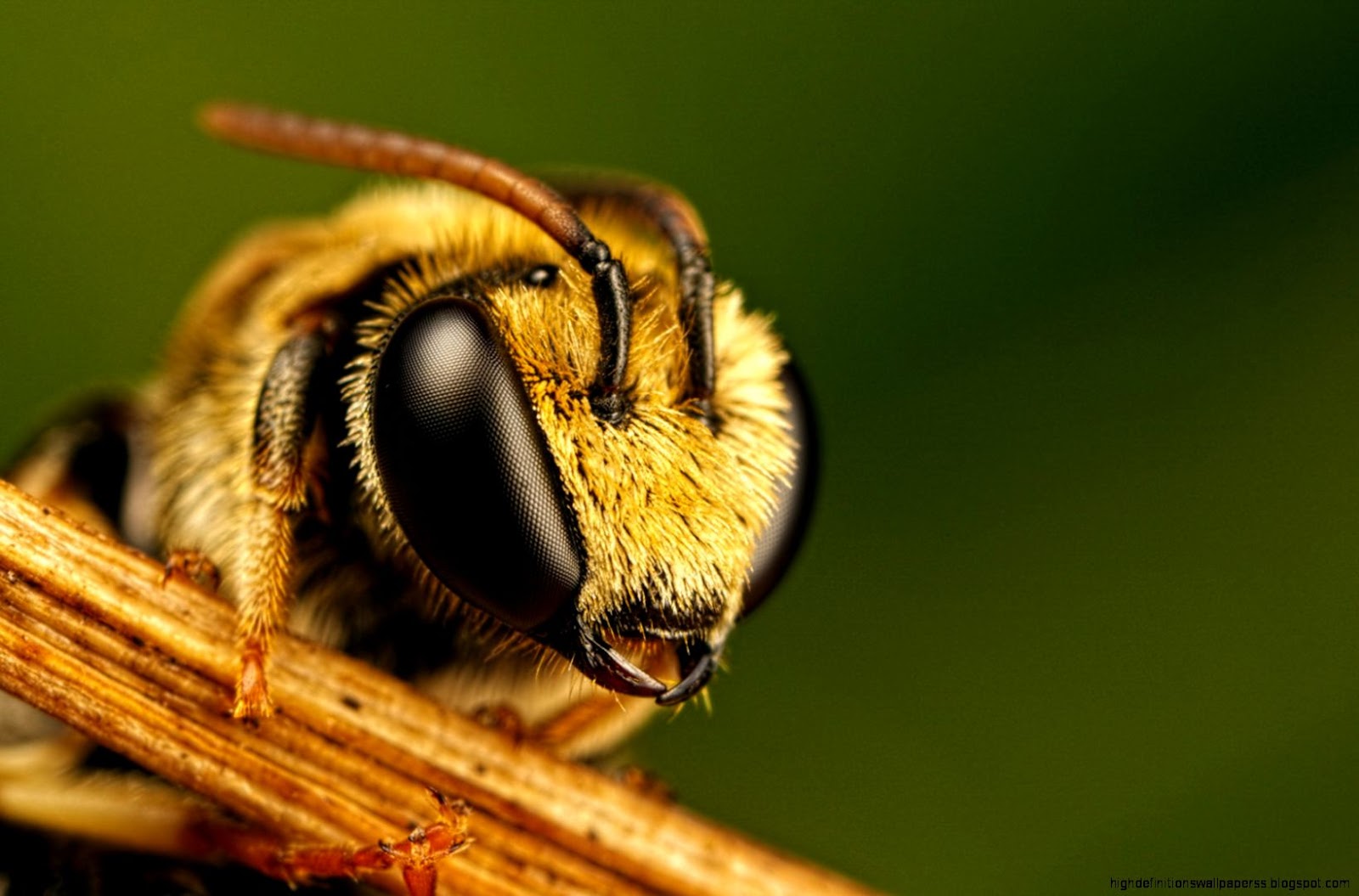 Macro Photography Bee Hd Wallpaper | High Definitions Wallpapers