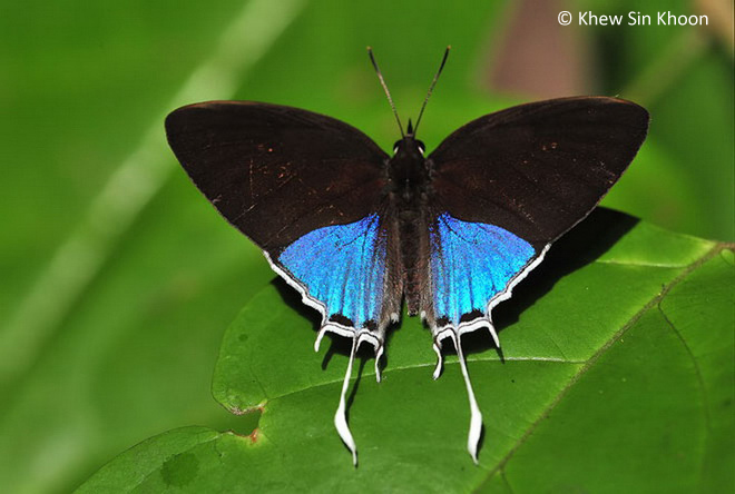 Physical Description of Adult Butterfly: Above, the male is dark brown on ... Physical Description of Adult Butterfly: Above, the male is dark brown on ...