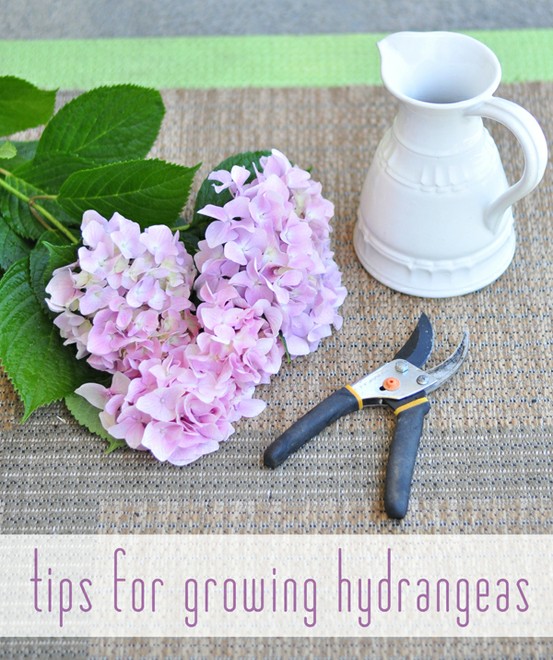 Kiss Tomorrow Goodbye tips for growing healthy hydrangeas