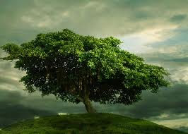 <b>The Tree of Life</b>