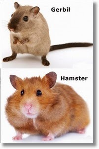 The Pet Tree House - Where Pets Are Family Too : Considering a Small ...