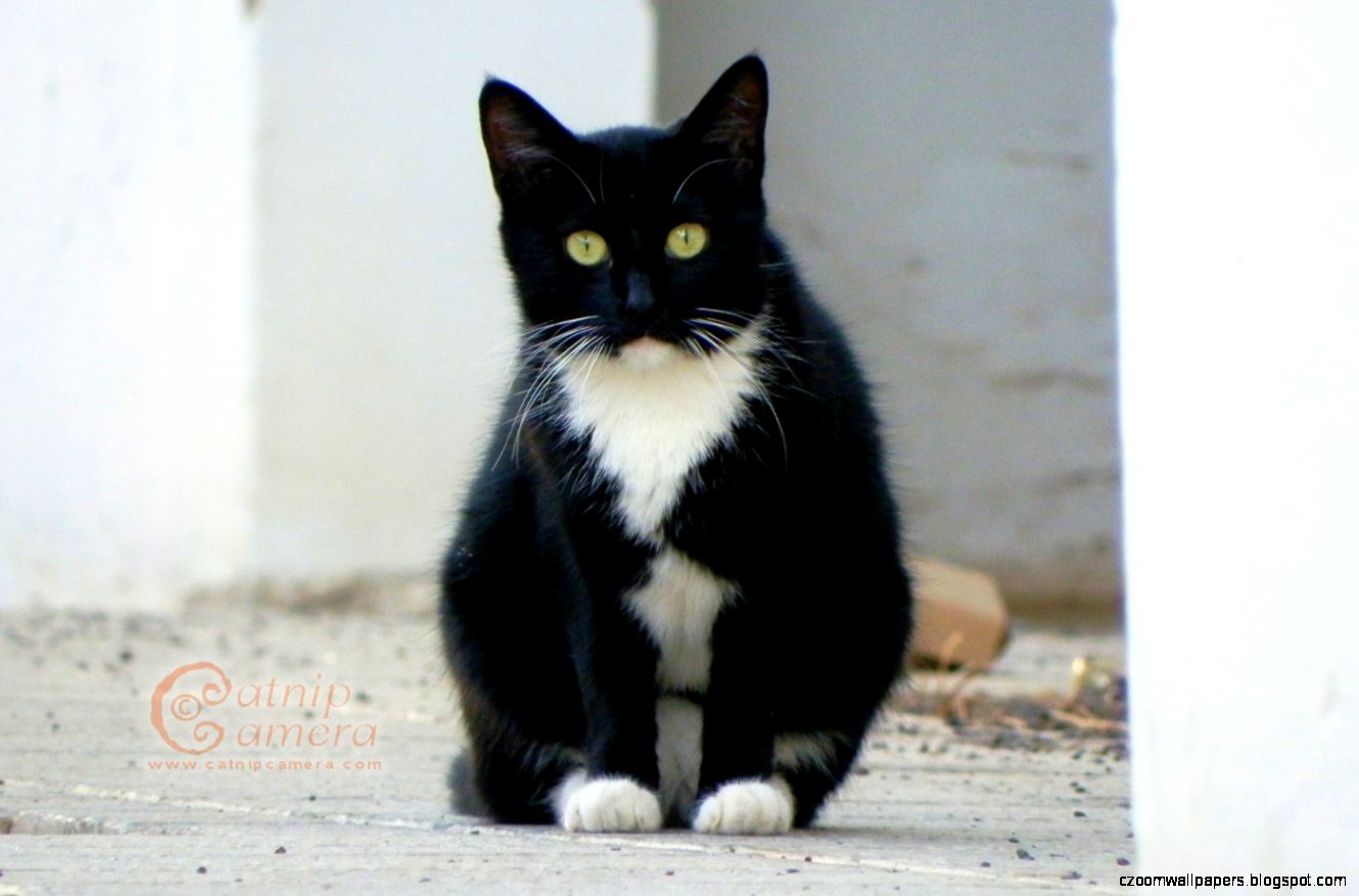 Black amp White Cats Catnip Camera Black amp White Cats Catnip Camera