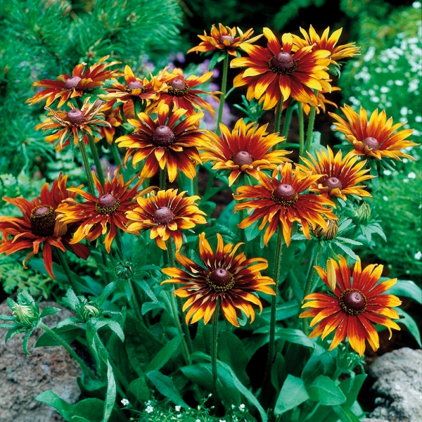 how to grow rudbeckia the garden of eaden how to grow rudbeckia the garden of eaden