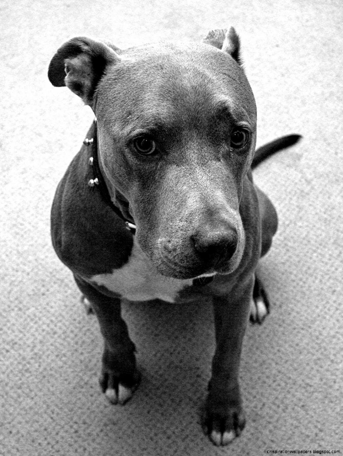 Black and White American Pit Bull Black and White American Pit Bull